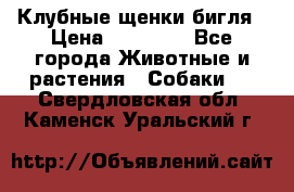 Клубные щенки бигля › Цена ­ 30 000 - Все города Животные и растения » Собаки   . Свердловская обл.,Каменск-Уральский г.